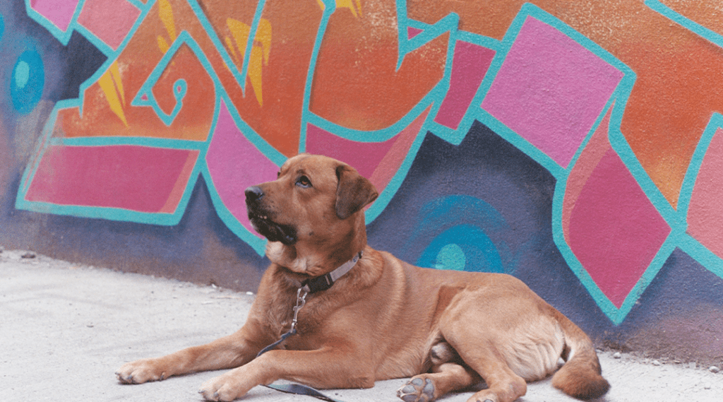 brown dog laying down on sidewalk next to graffiti