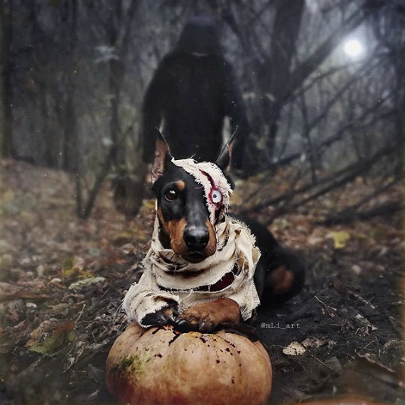black and brown dog wrapped in gauze. dog costume mummy halloween