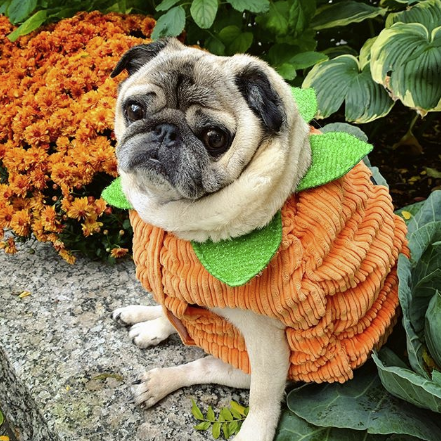 pug wearing pumpkin halloween costume