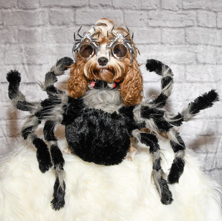 small brown dog wearing black halloween costume