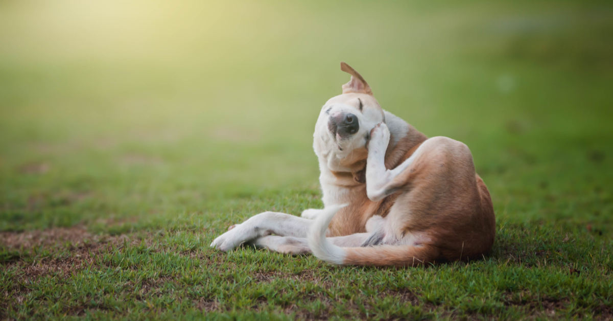 Can u use head and shoulders on a clearance dog