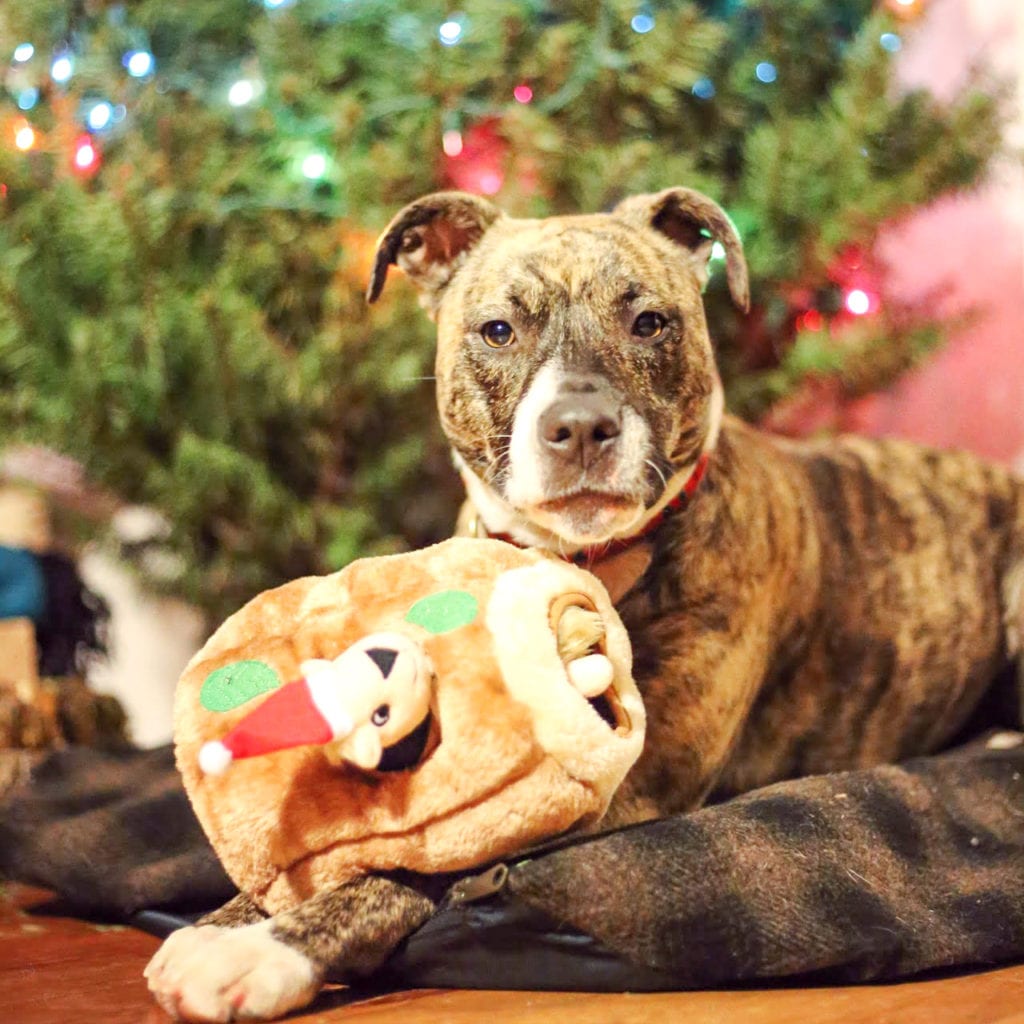 dog next to a christmas tree