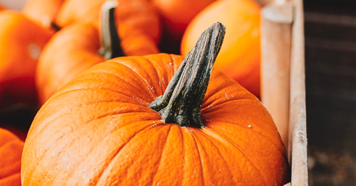 Dog ate hotsell raw pumpkin