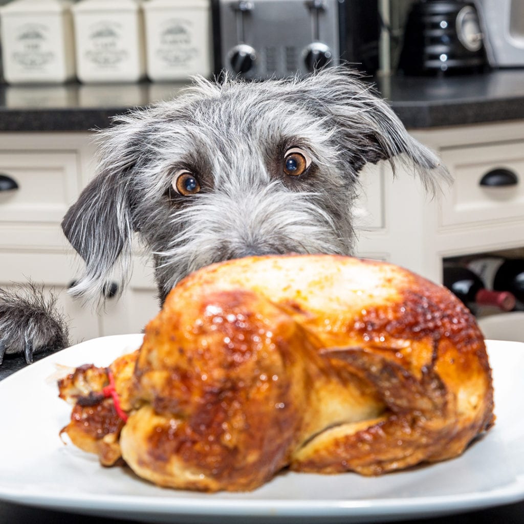 dog with thanksgiving turkey