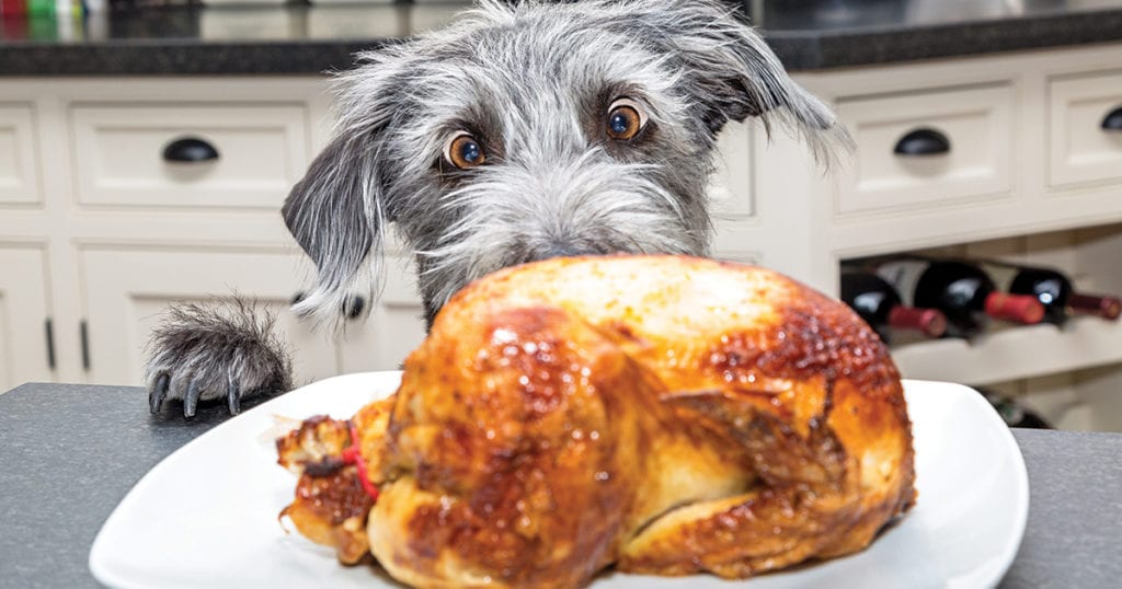 dog-with-turkey