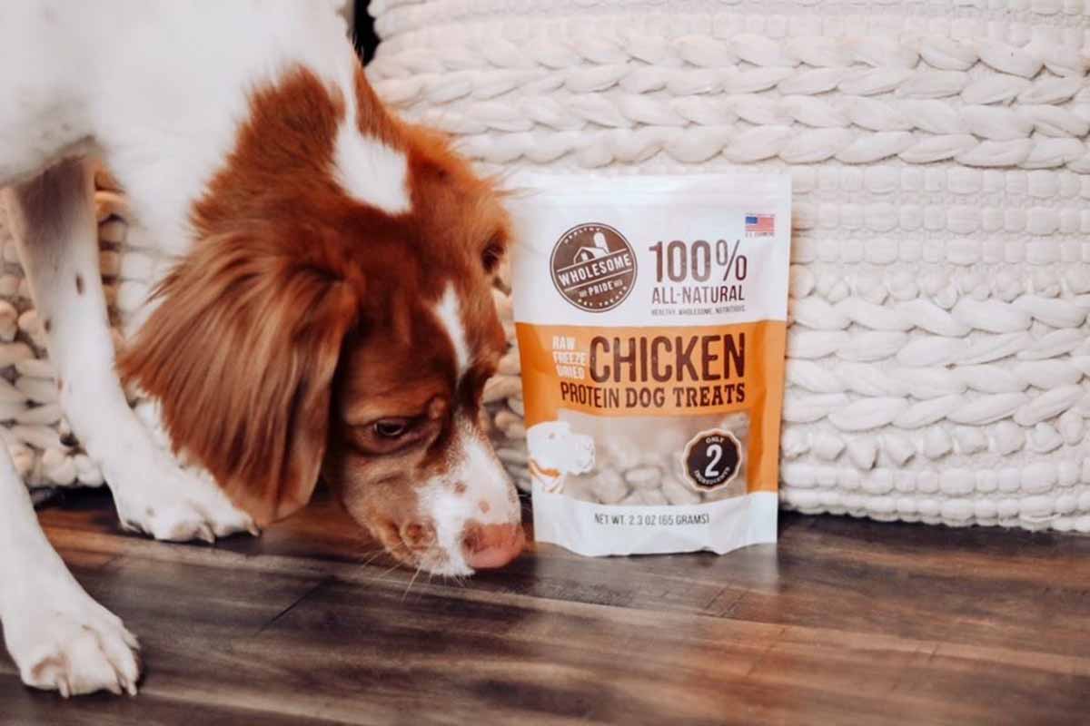 how much protein do dogs need