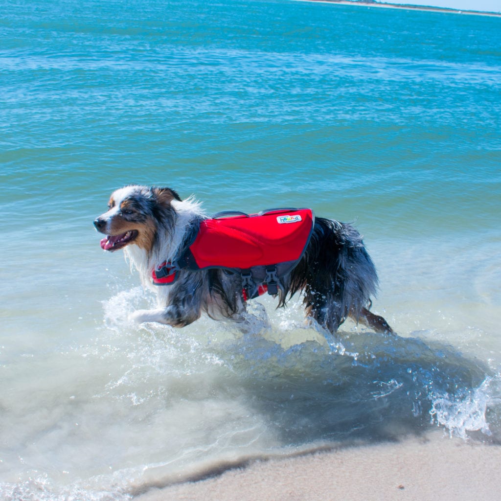 dawson dog life jacket
