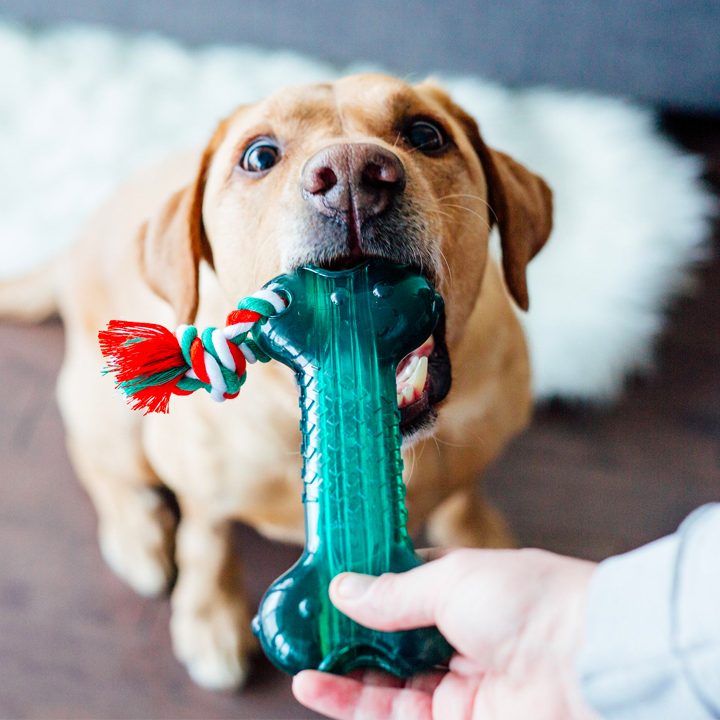 The 12 Best Toys For Senior Dogs