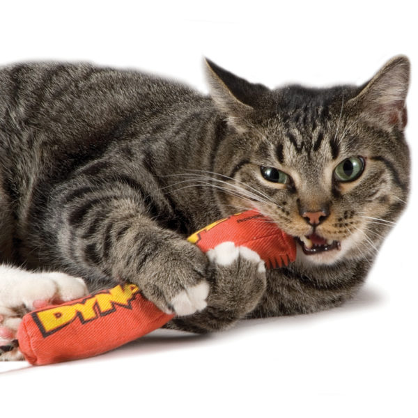 cat chewing catnip