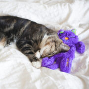 cat toys gift guide kitty cuddling with cat toy