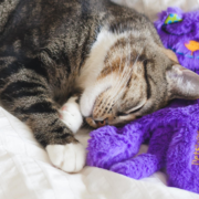 first time cat owner tips cat with purr pillow cat gift guide holidays