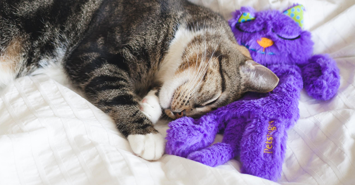 8 First Time Cat Owner Tips All Prospective Kitty Parents Should Know