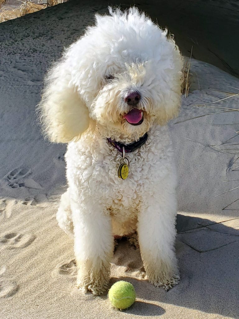 dog opal on the beach with a ball