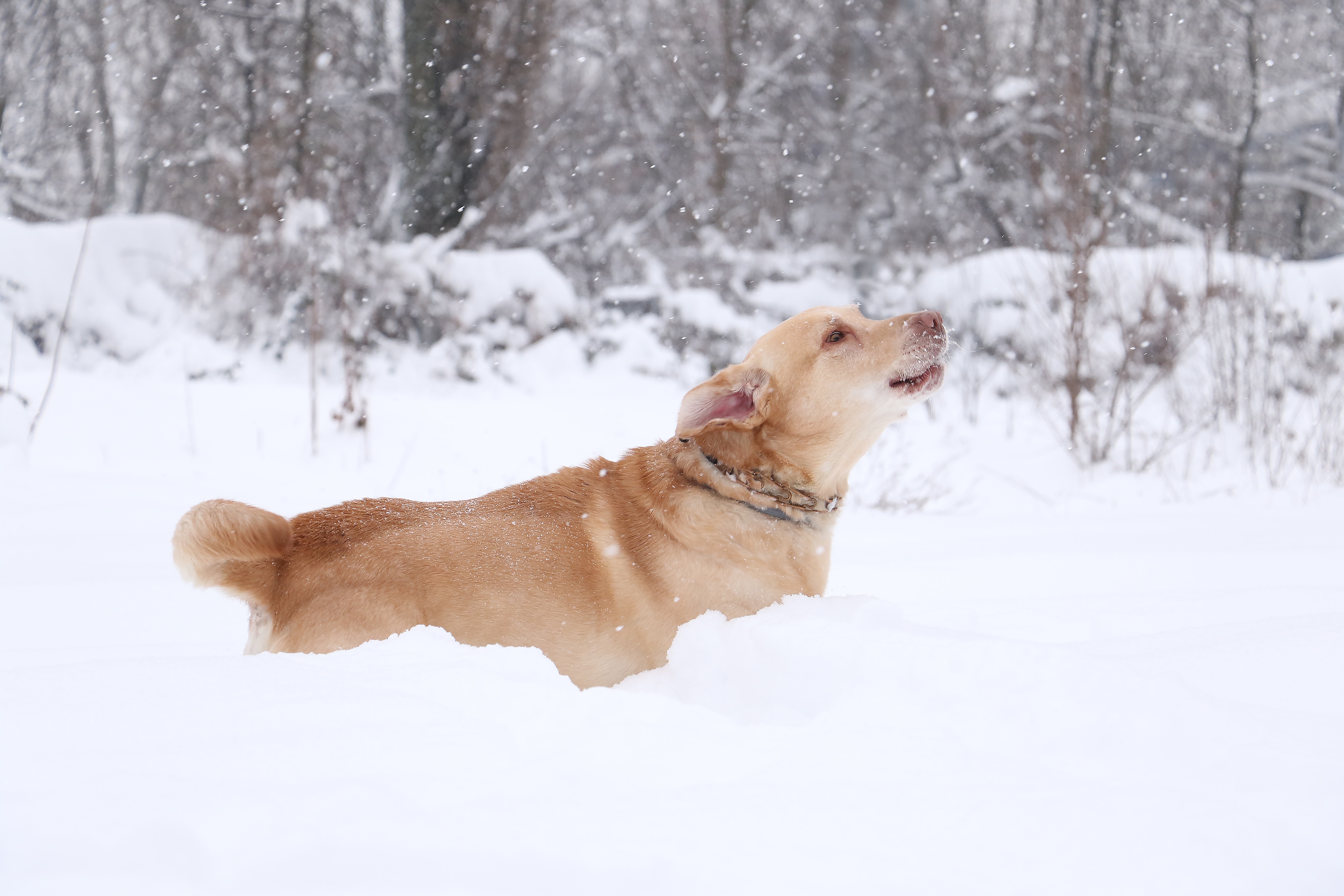 5 WINTERTIME DOG SAFETY TIPS