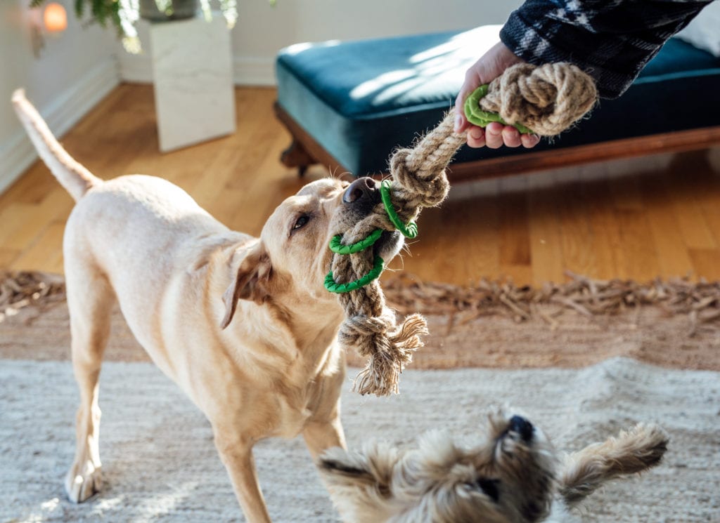 dog playing with rope tug toy