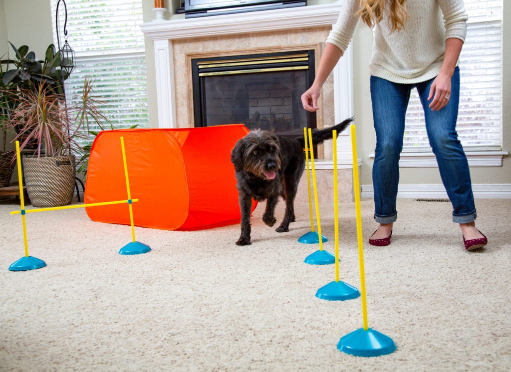 dog agility kit indoors