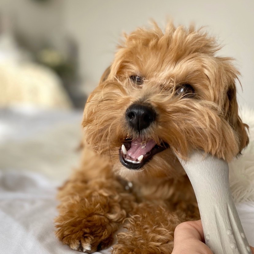 3 Key Benefits of Chewing for Puppies Furtropolis
