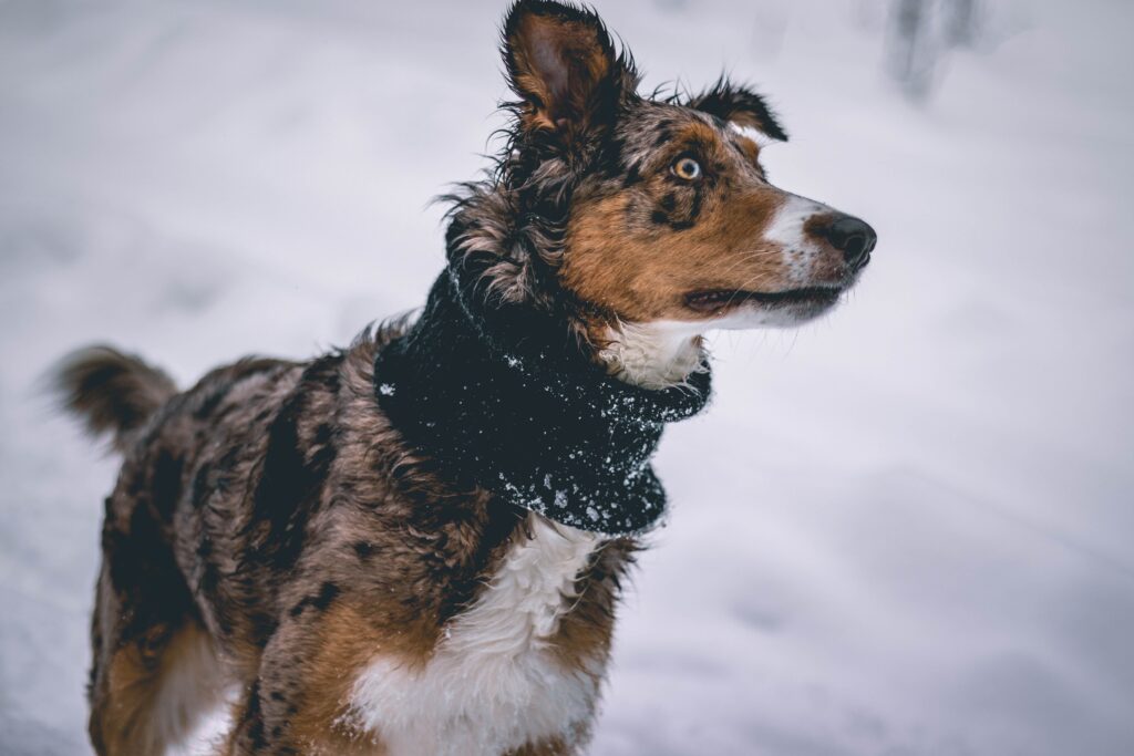 stay safe with your dog in winter