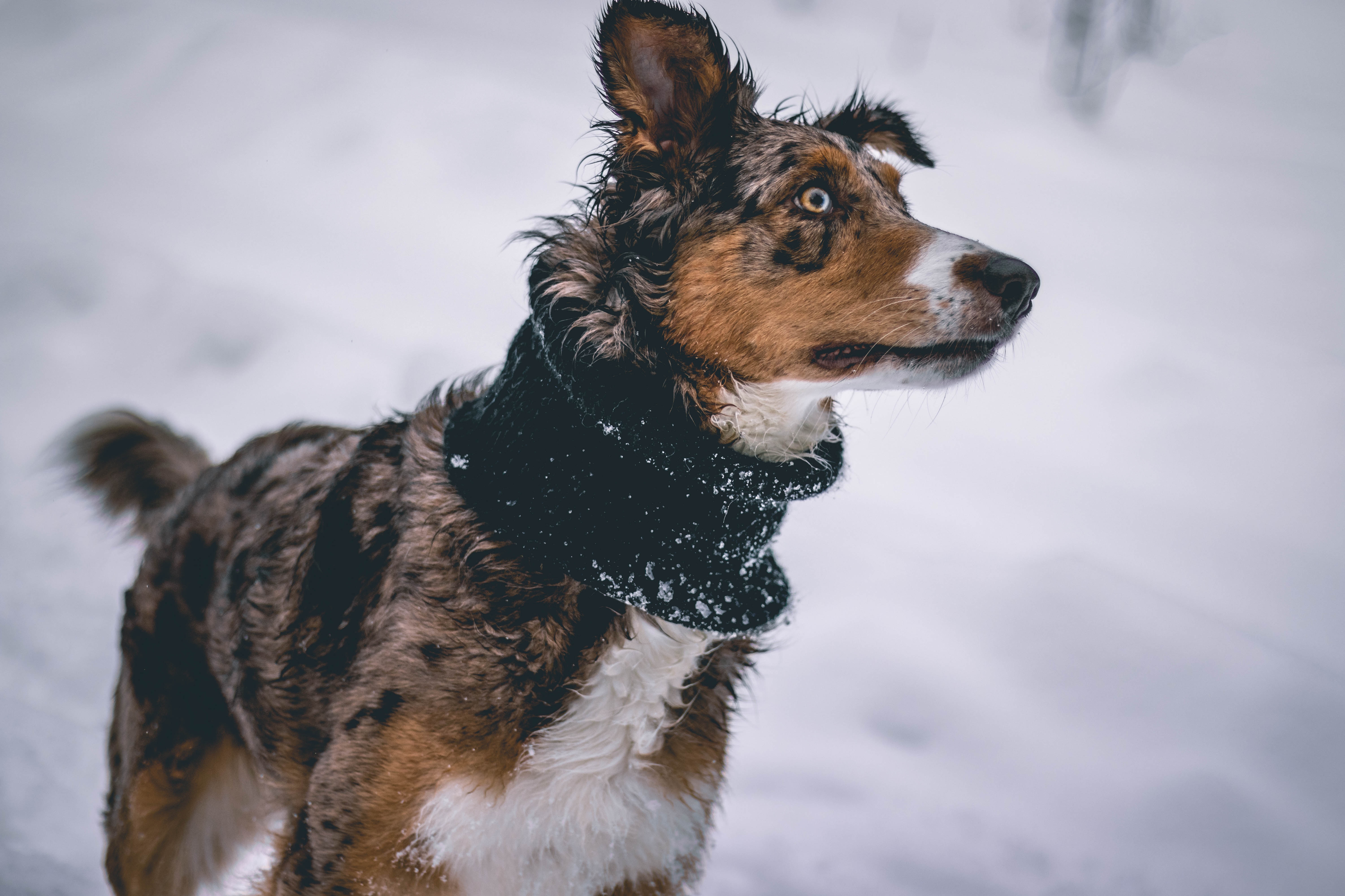 7 WAYS TO STAY ACTIVE (AND SAFE) WITH YOUR DOG IN THE WINTER