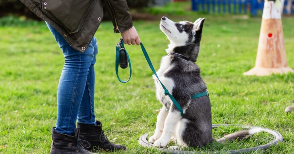 puppy training