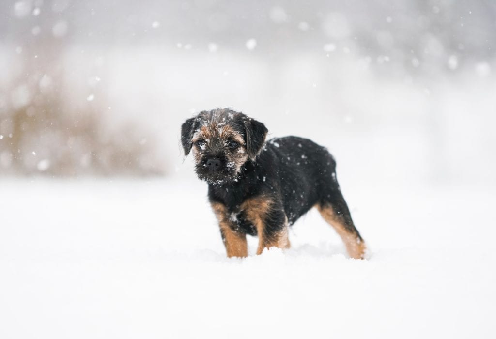 stay active with your dog in winter