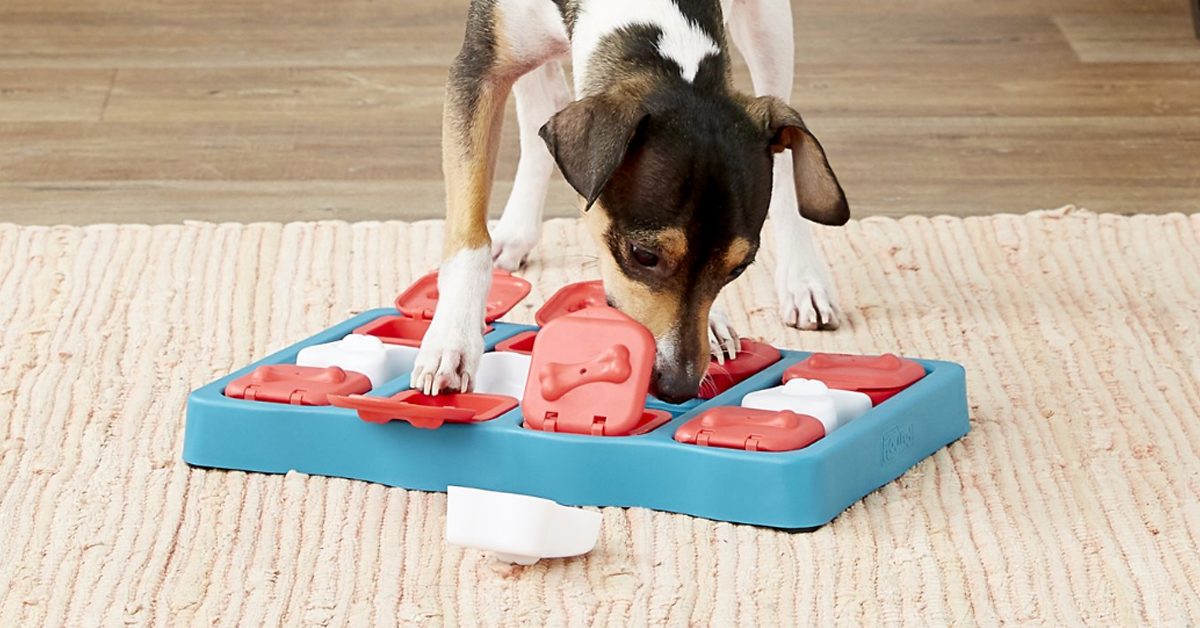 Brain Games for Dogs - DIY Puzzle Toys 
