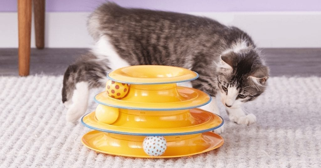 cat playing with tower of tracks new kitten checklist