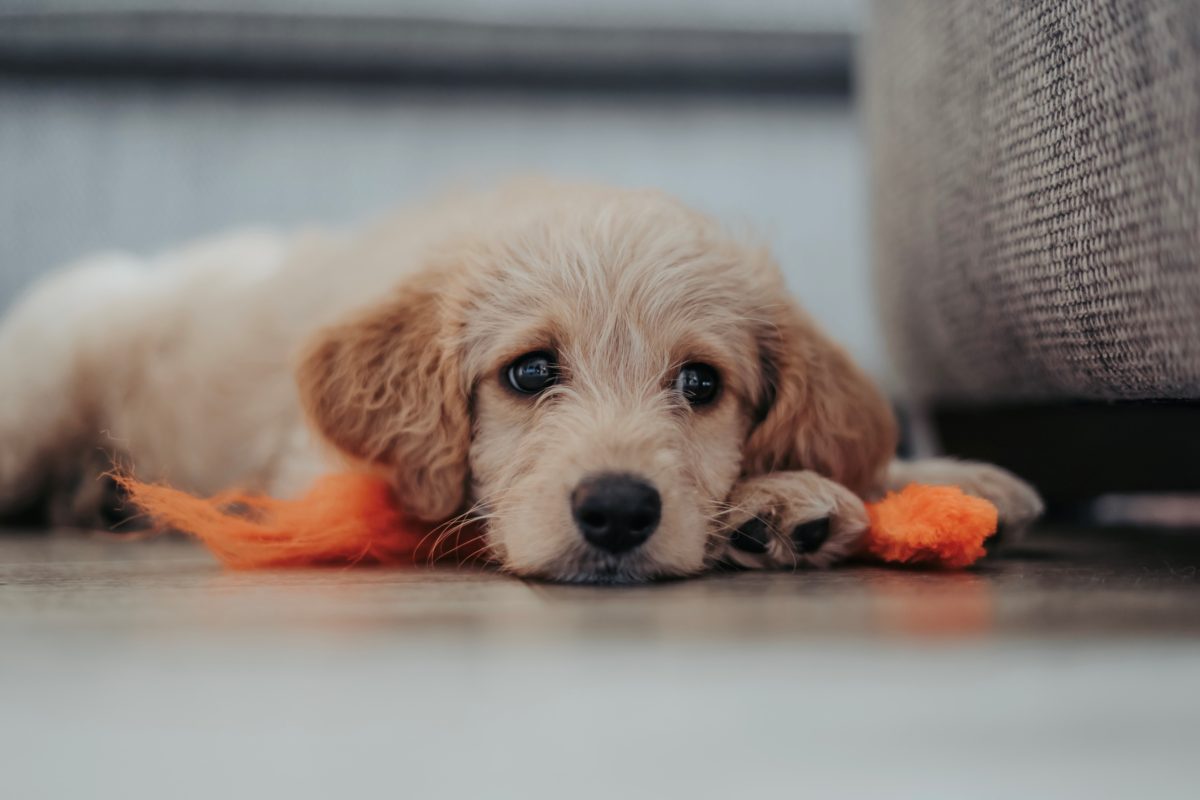 5 Basic Commands to Teach Your New Puppy