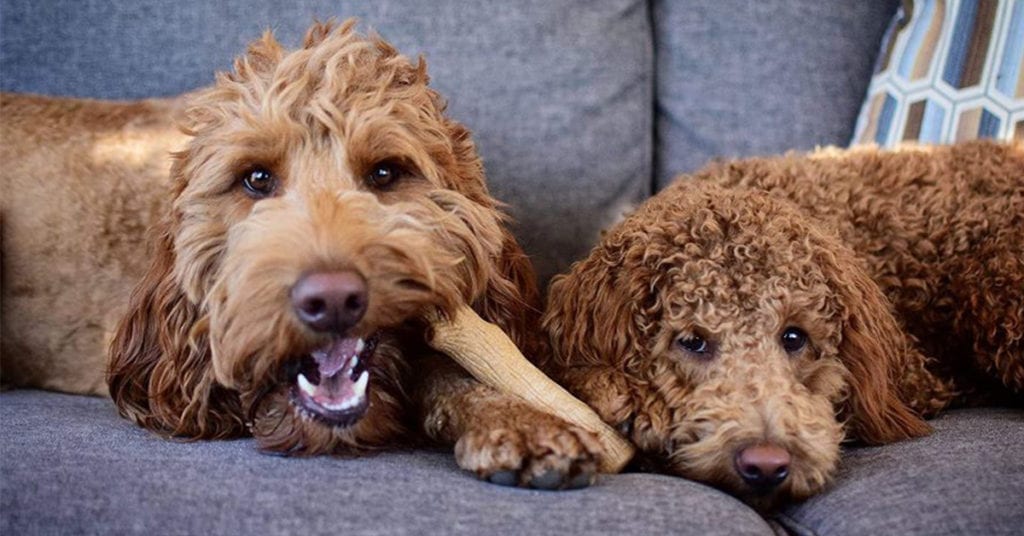 10 of the Best Dog Toys for Strong Chewers Furtropolis