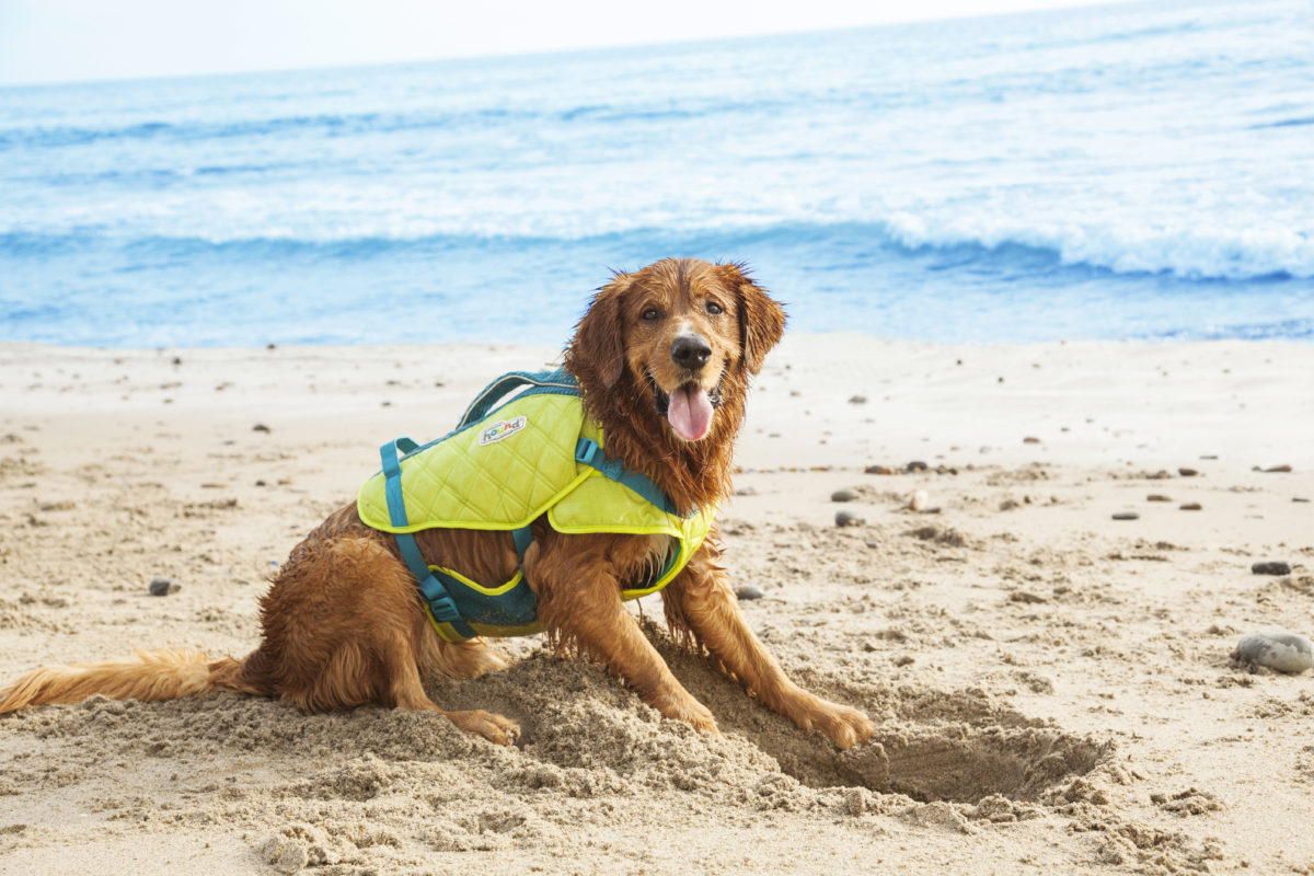 standley dog life jacket on a golden retriever