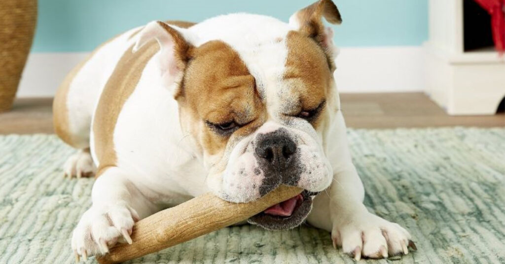 english bulldog chewing on a dog toy for chewing