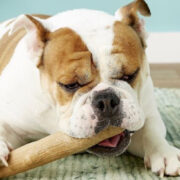 best chew bones for dogs english bulldog chewing on a dog toy for chewing. dog toys for strong chewers