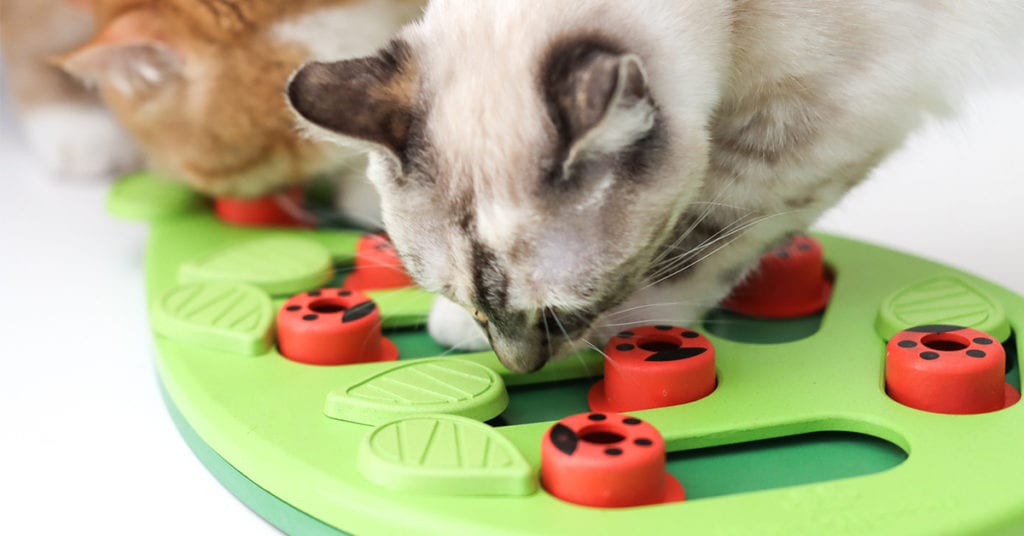 new interactive cat toys