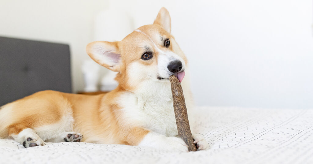 corgi with a dog chew toy