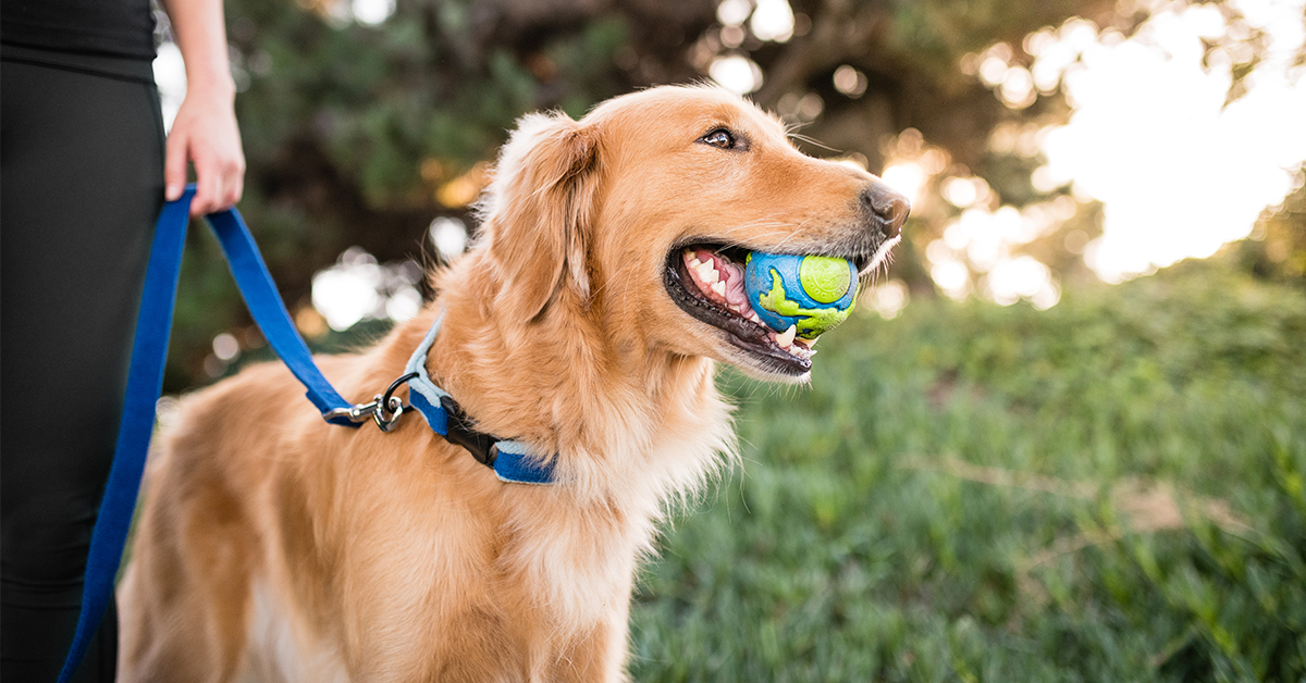 8 Ways To Celebrate Earth Day With Your Dog