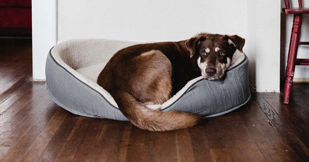 https://outwardhound.com/furtropolis/wp-content/uploads/2020/04/dog-on-pet-bed-2248516-1024x536.jpg