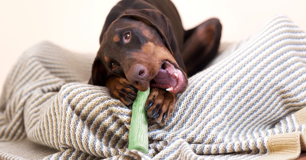 best chew bones for dogs