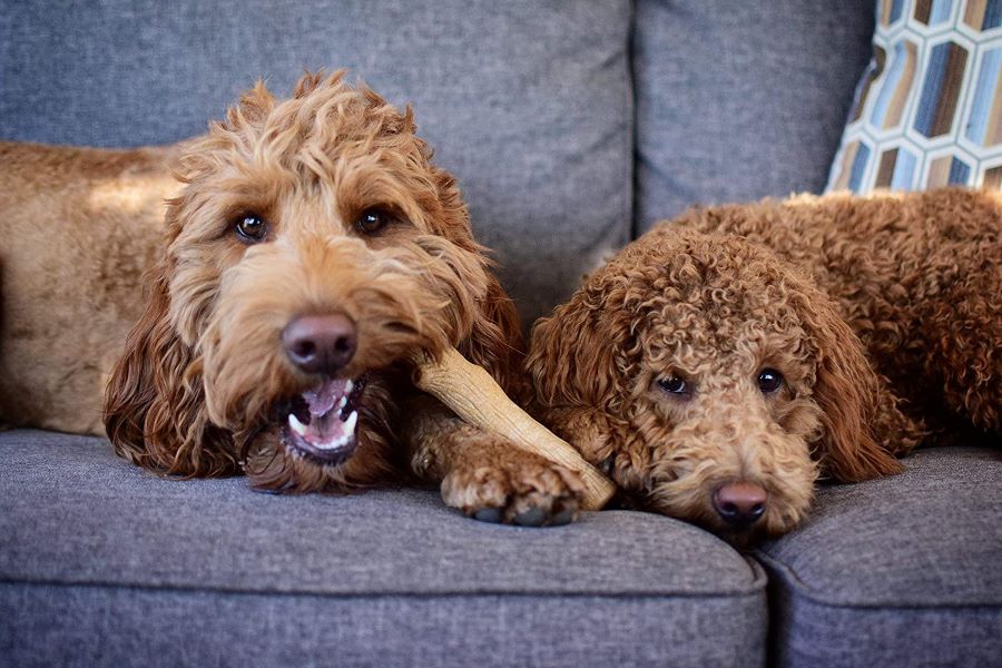 goldendoodles on a couch