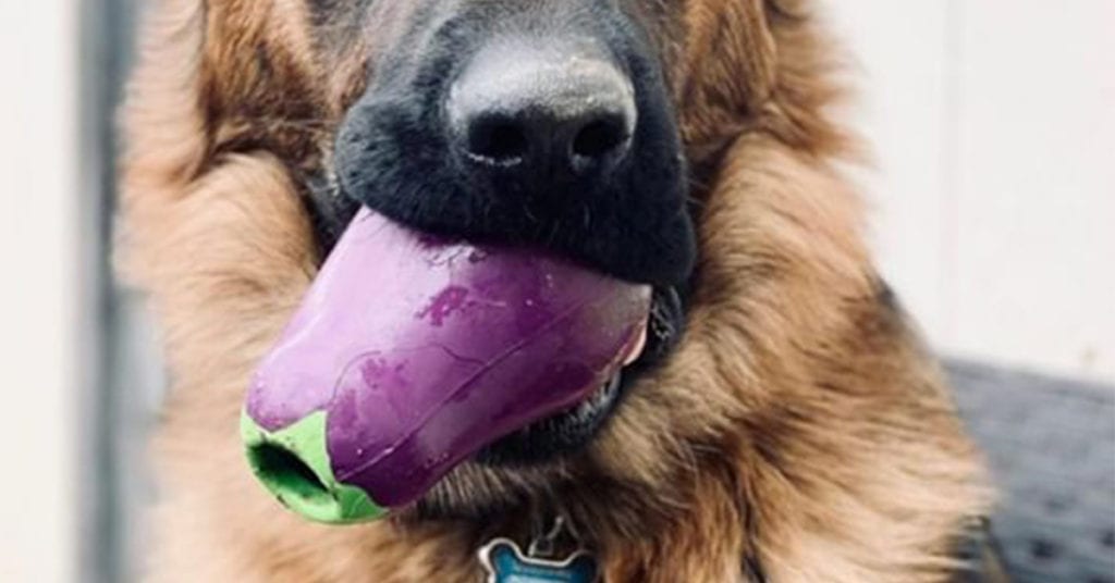 dog with eggplant toy