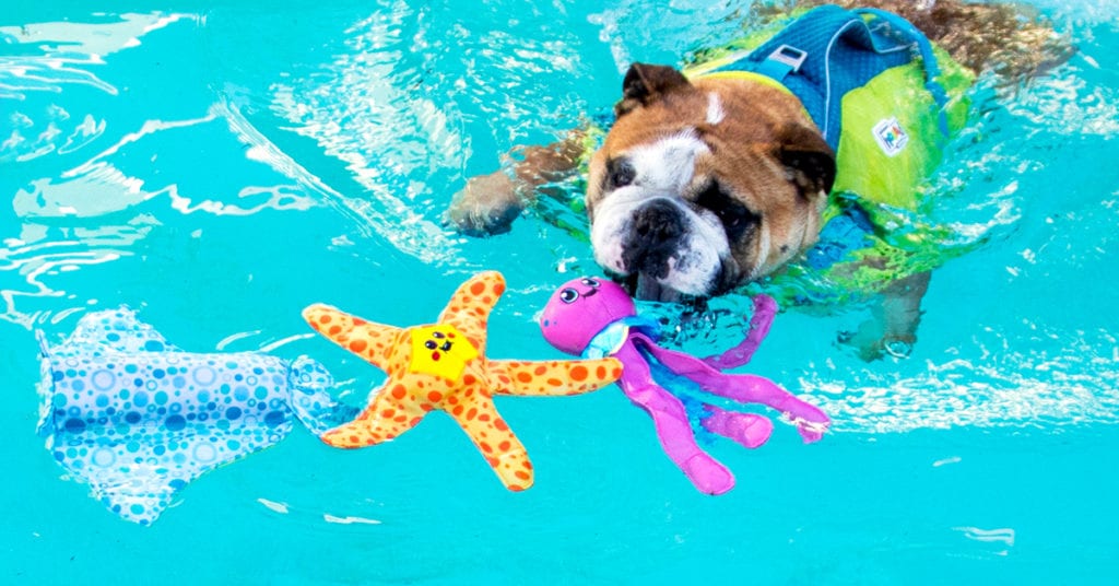 PUPPY POOL PARTY 4 ESSENTIALS FOR SUMMER FUN Furtropolis