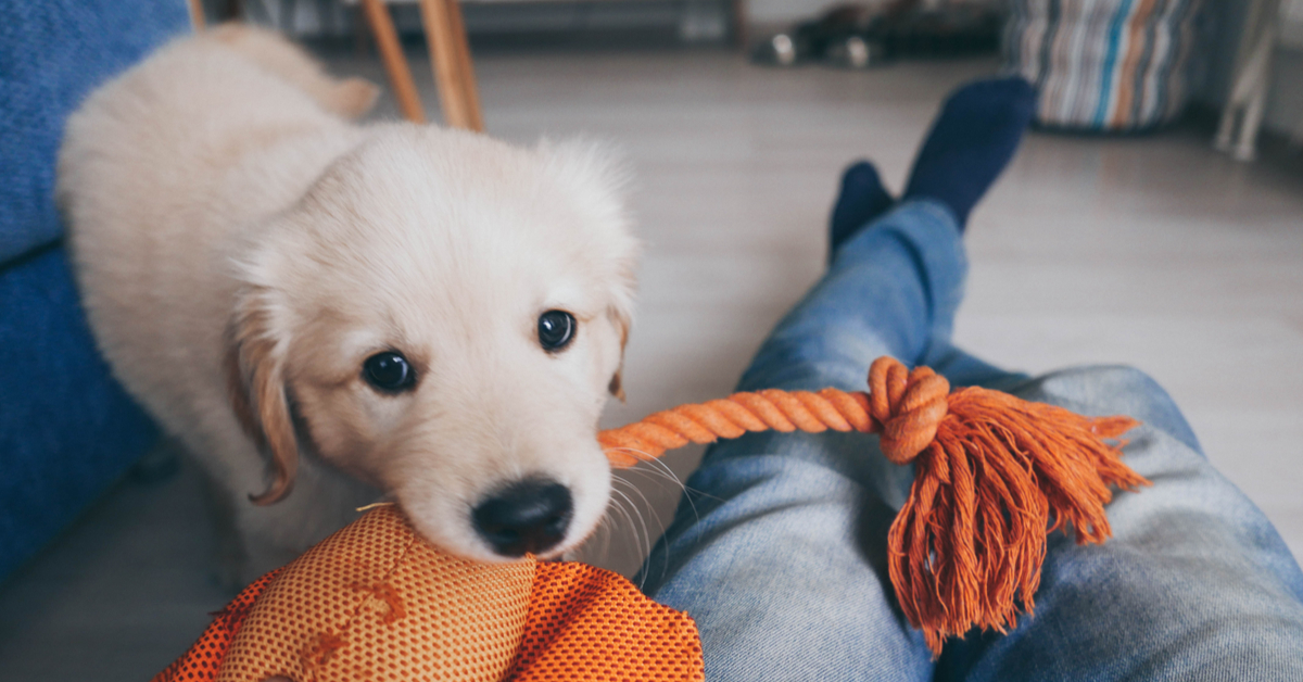 play with your puppy. puppy enrichment toys