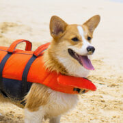 granby dog life jacket