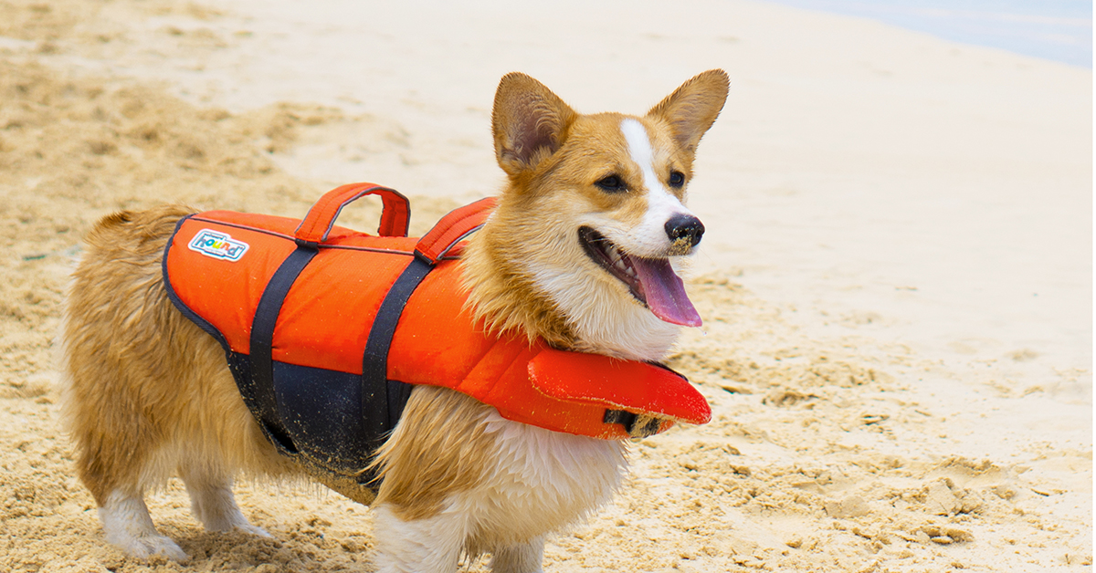 Granby Splash Dog Life Jacket Fitting Instructions