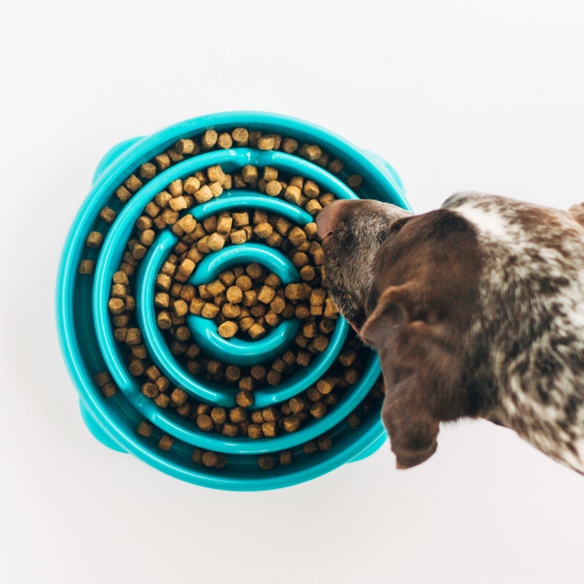 Fun Feeders are great to bring with you on a road trip with a dog hiccups