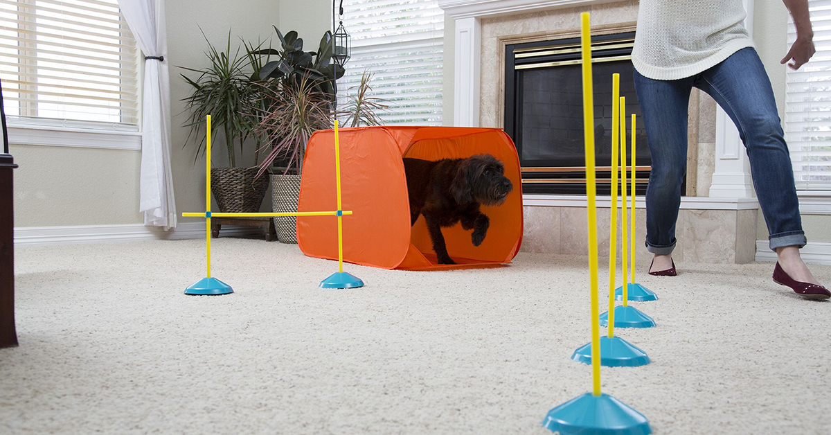 Interactive Dog Toys to Occupy, Entertain, and Exercise Your Dog Inside