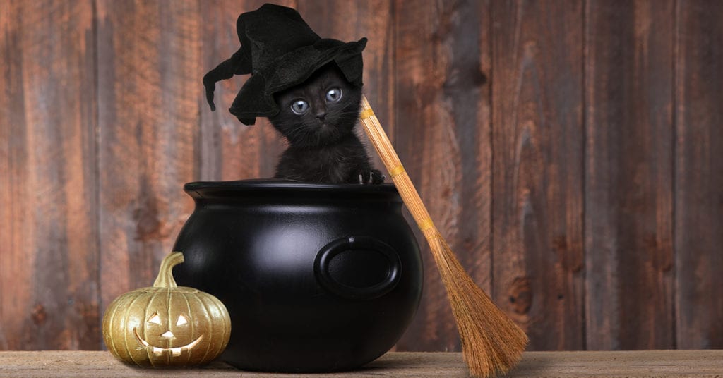 Why Are Black Cats Associated with Halloween? – Furtropolis