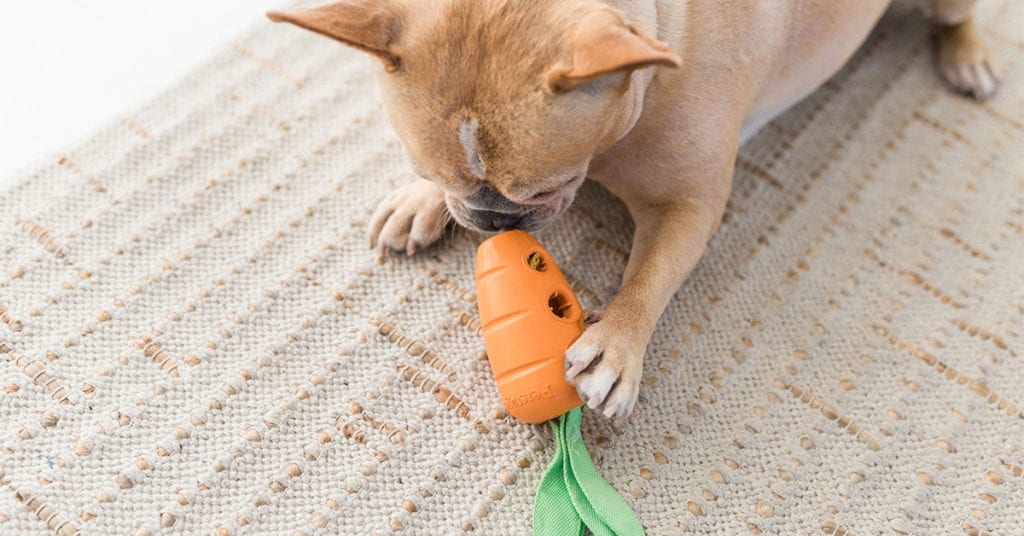 dog with carrot stuffer
