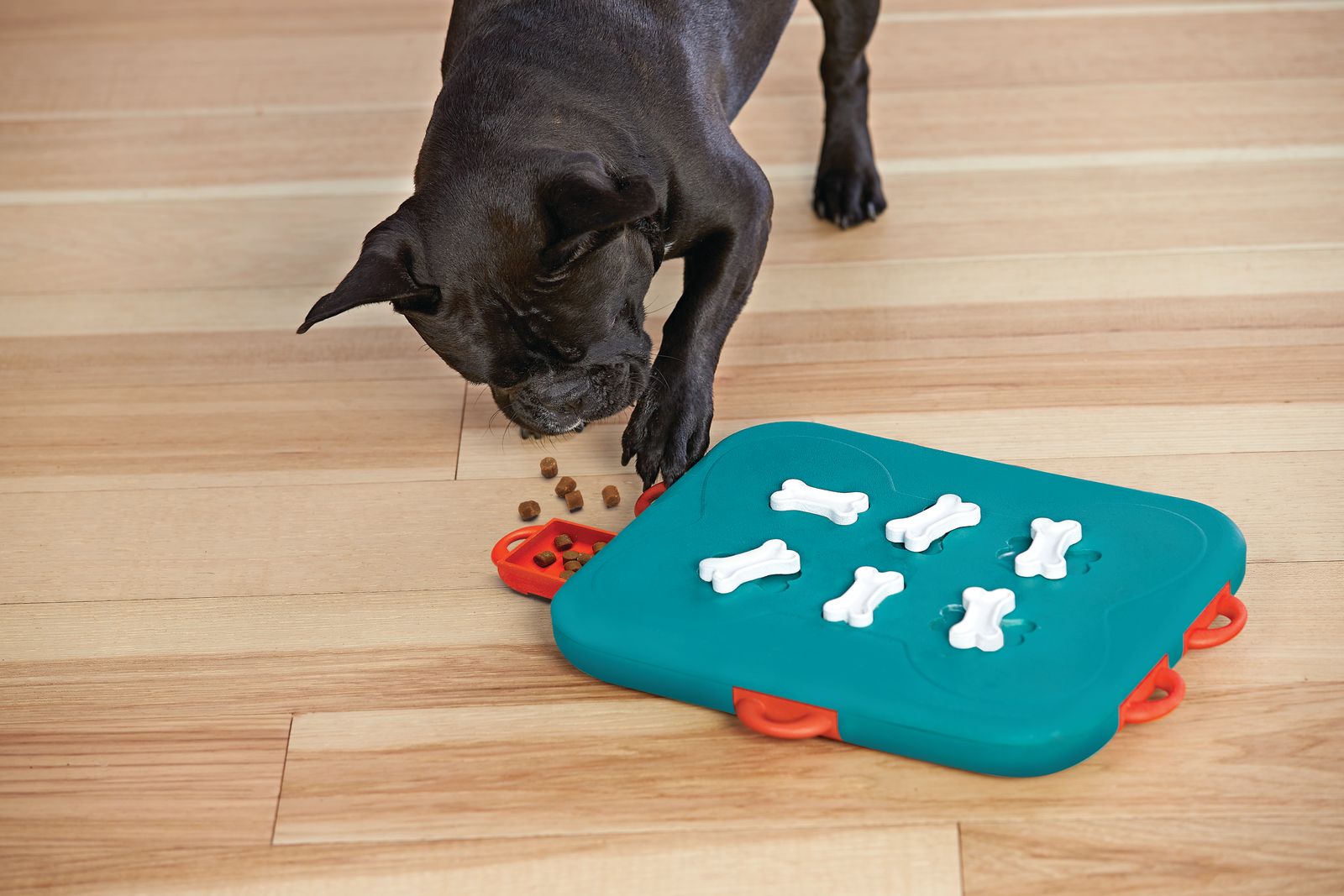 mental stimulation for dogs puzzle game