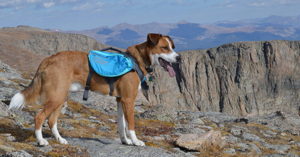 dog wearing backpack for dogs