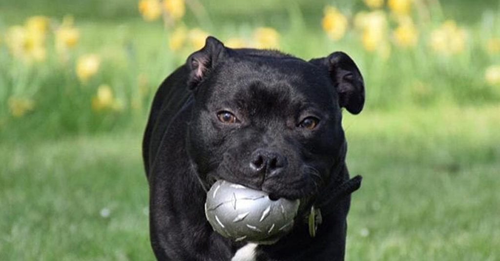 The Diamond Plate Ball is one of the best outdoor dog toys